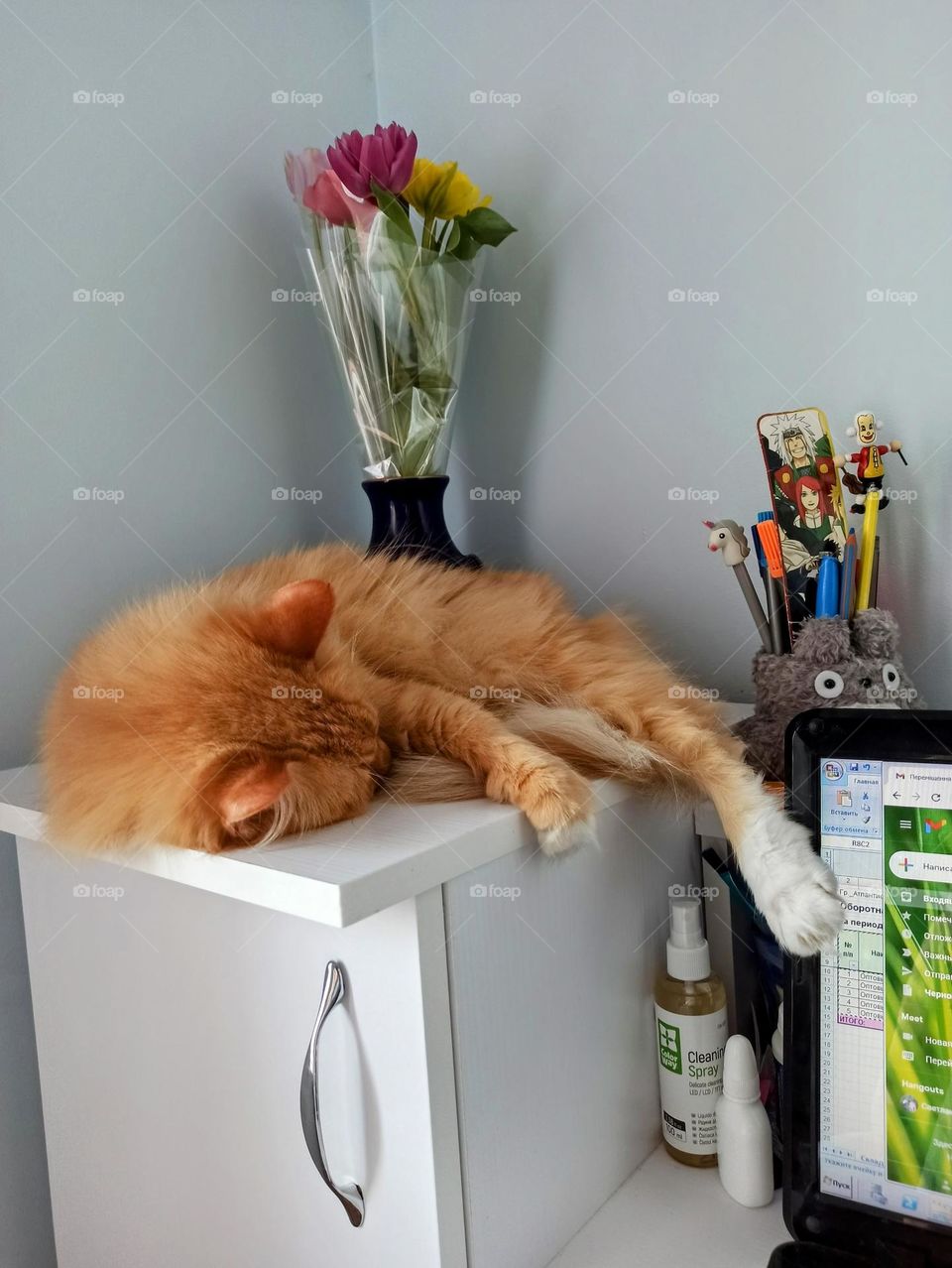 ginger cat, sleeping cat, midsection, ginger, animal, pets, friend, family member