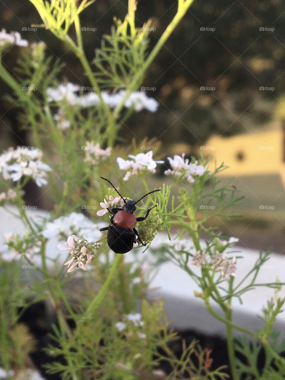 Insect acrobat in coriander flowers