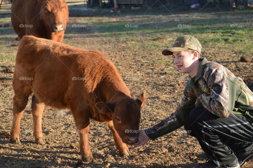 Red Angus calf enjoying a neck rub.