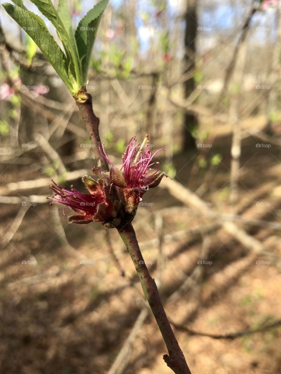 Peach tree blossom 