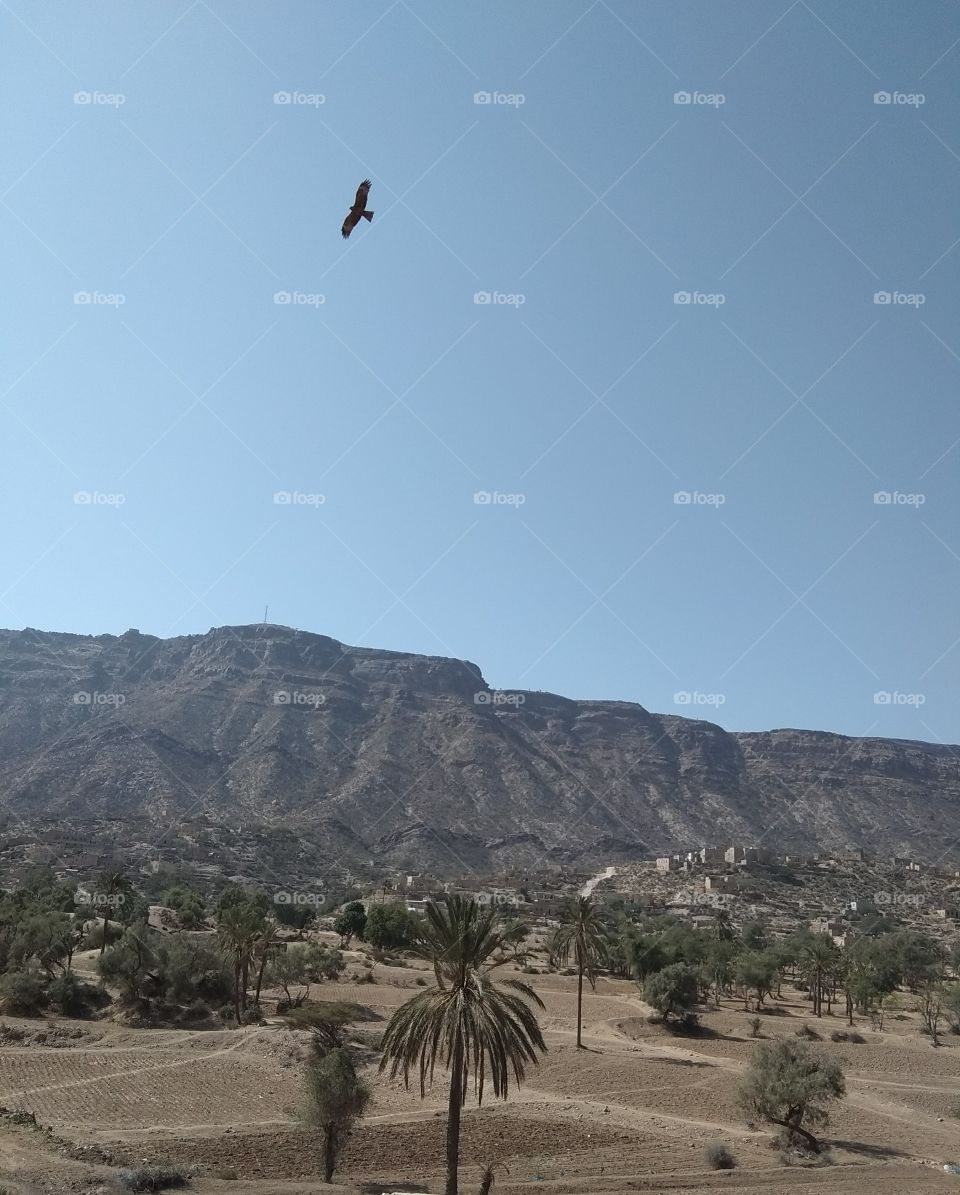 Rasin,s mountain (Bany Mohammed Taiz,Yemen),glede flying,blue sky,palms tree,villagers houses on top of a hill.