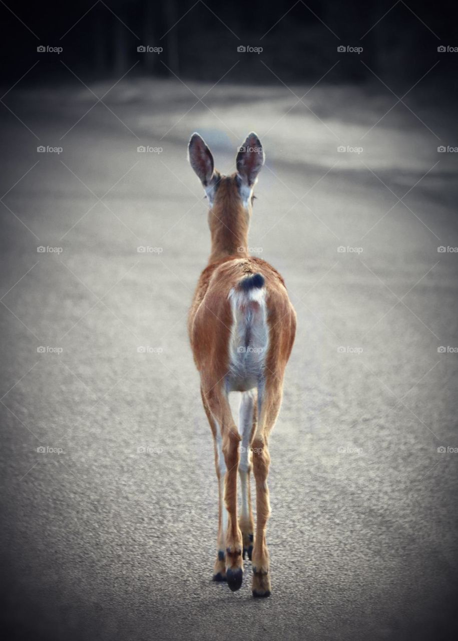 A young deer walks along the street of a suburban neighborhood near Tacoma, Washington