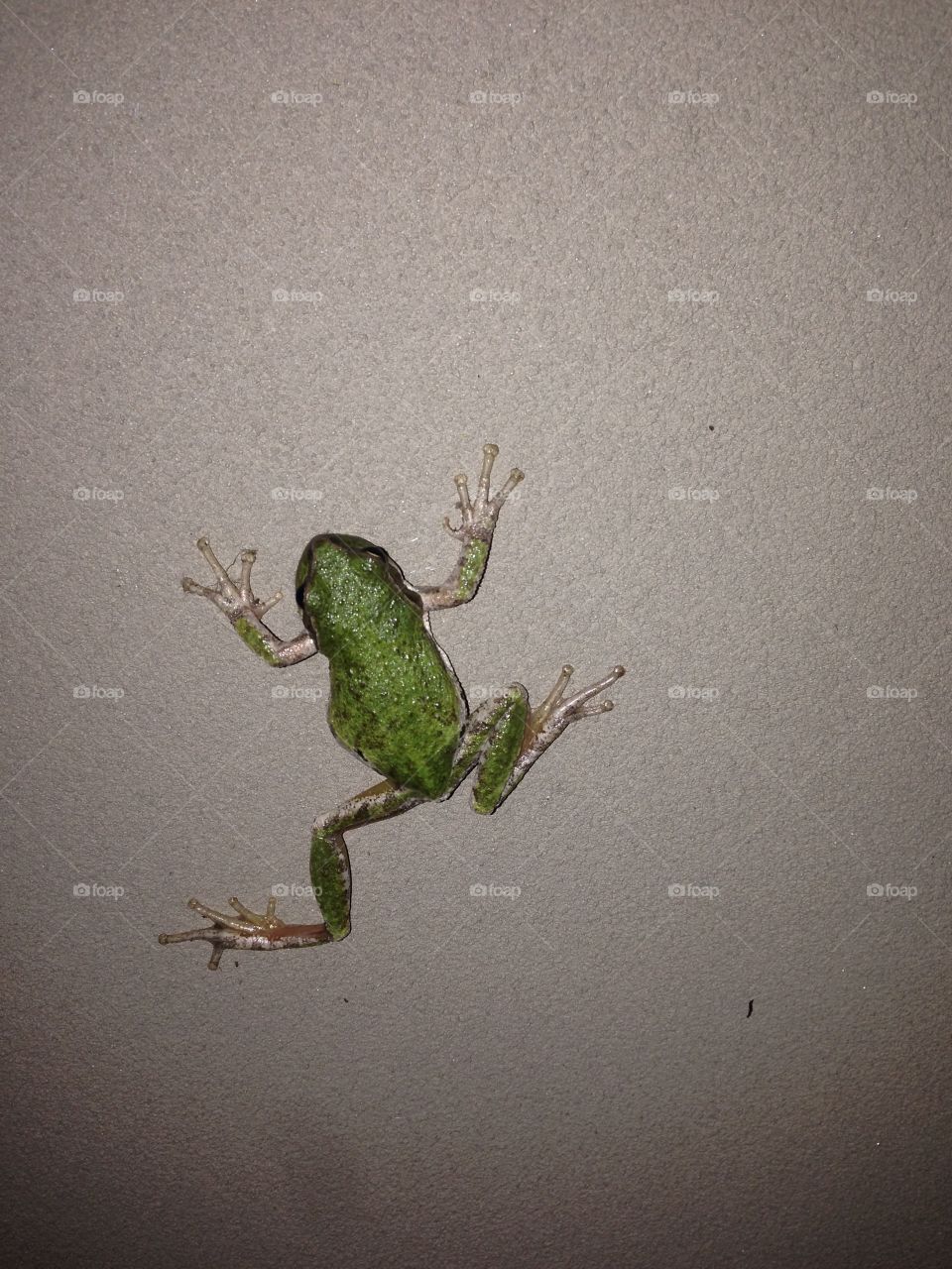 Tree frog hanging out on the stucco 