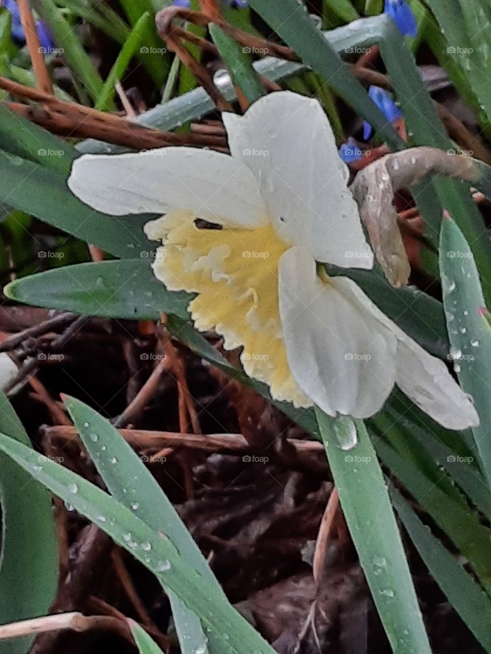 white daffodil with a milky yellow trumpet