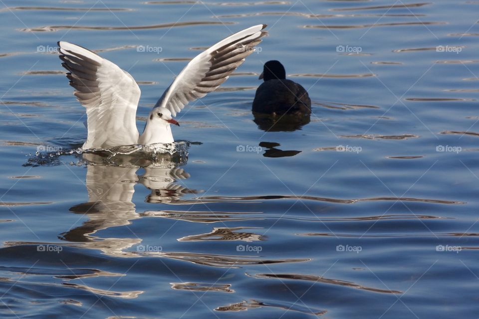 Seagull Landing On Lake