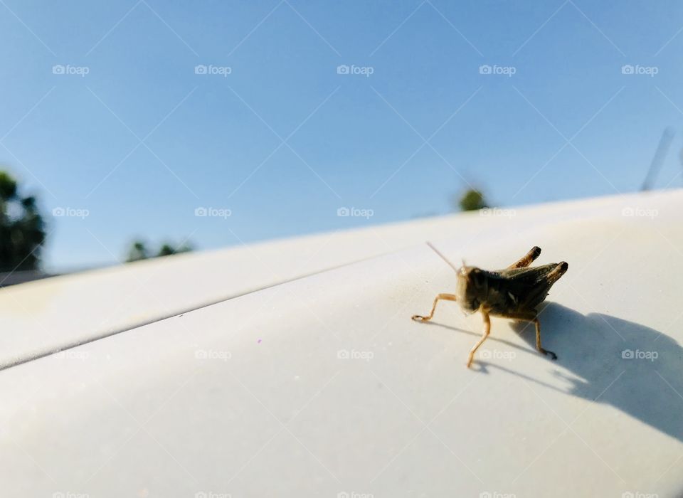 Grasshopper on top of my car 
