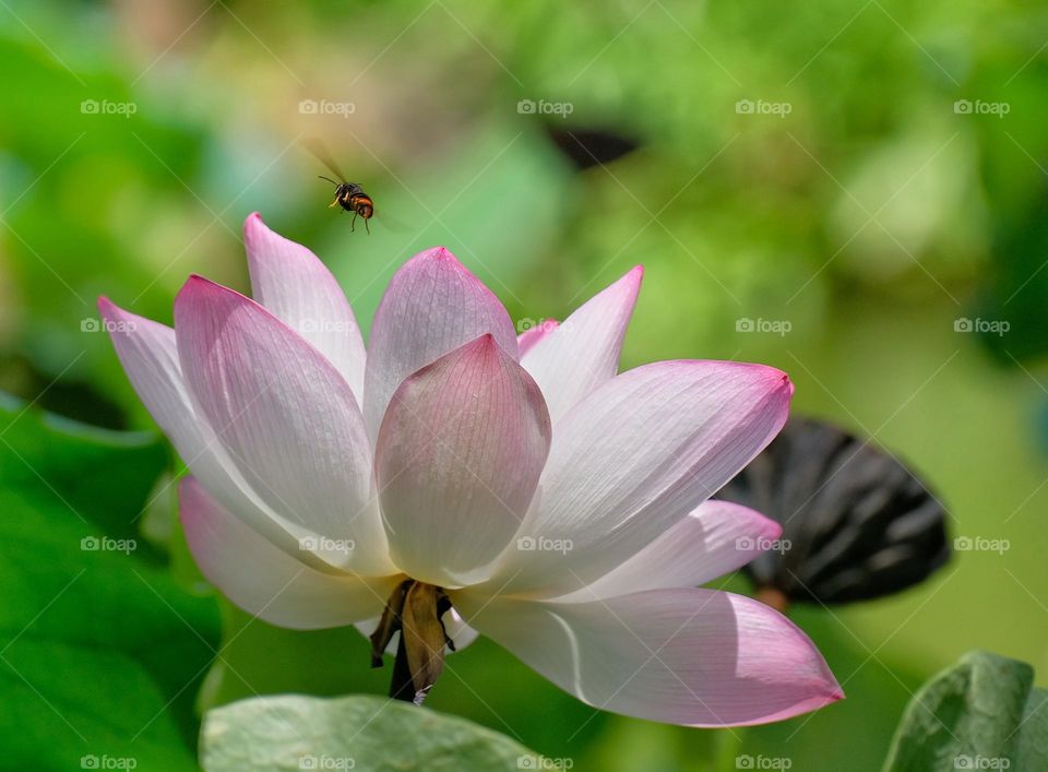 bee with flower