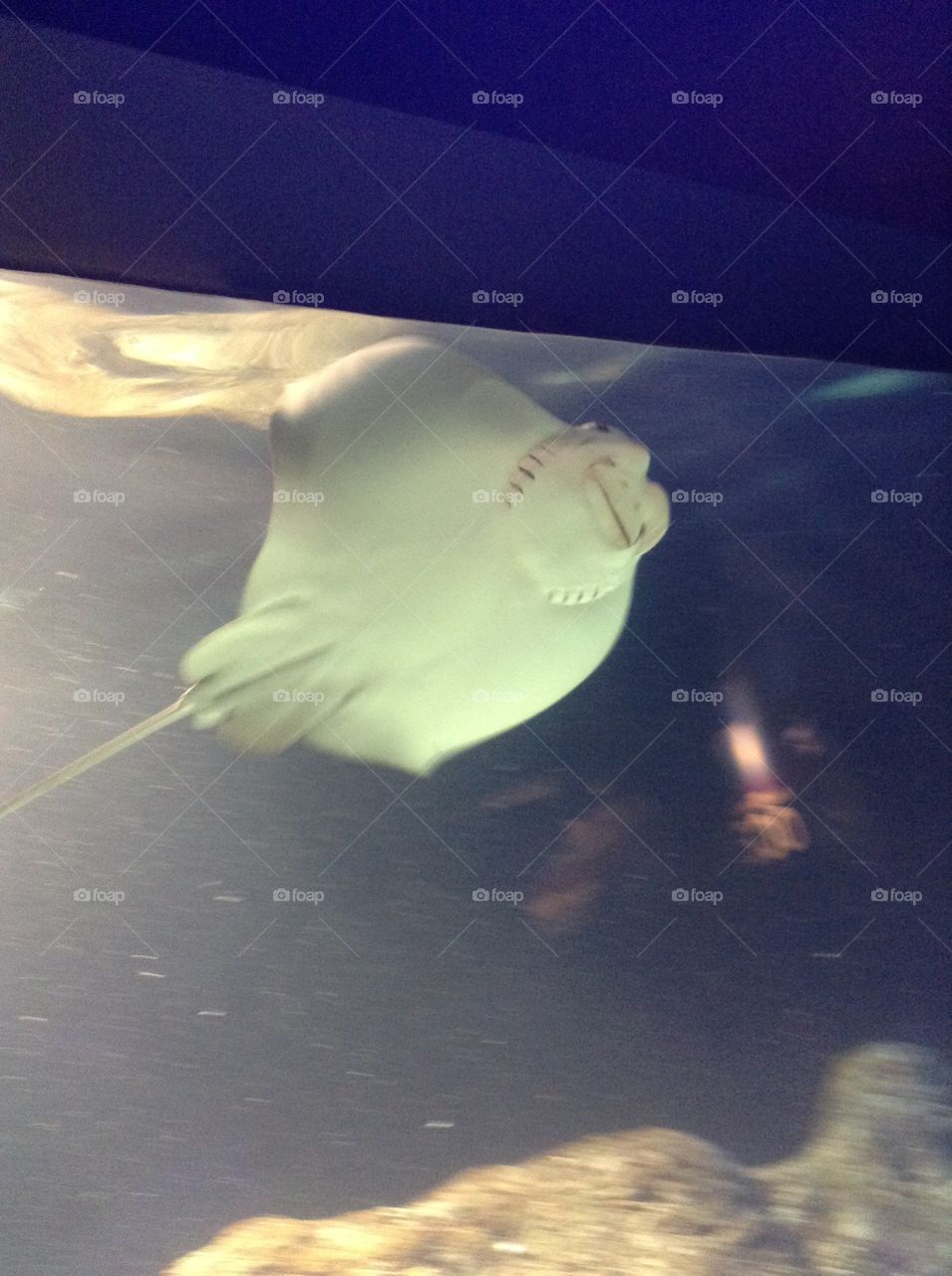 Sting ray!
