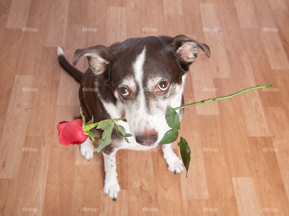 Cachorro segurando rosa na boca 