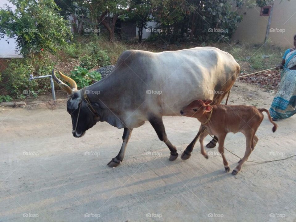 Desi Cow