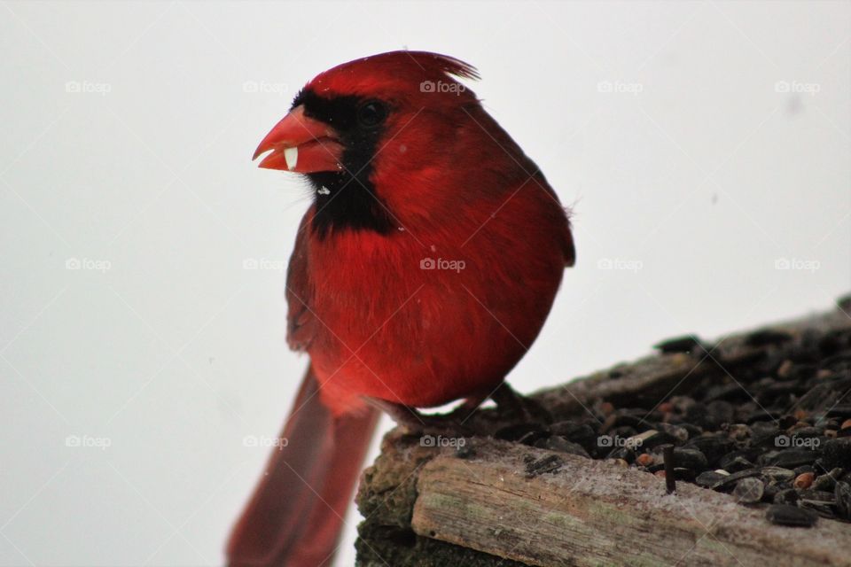 Cardinal