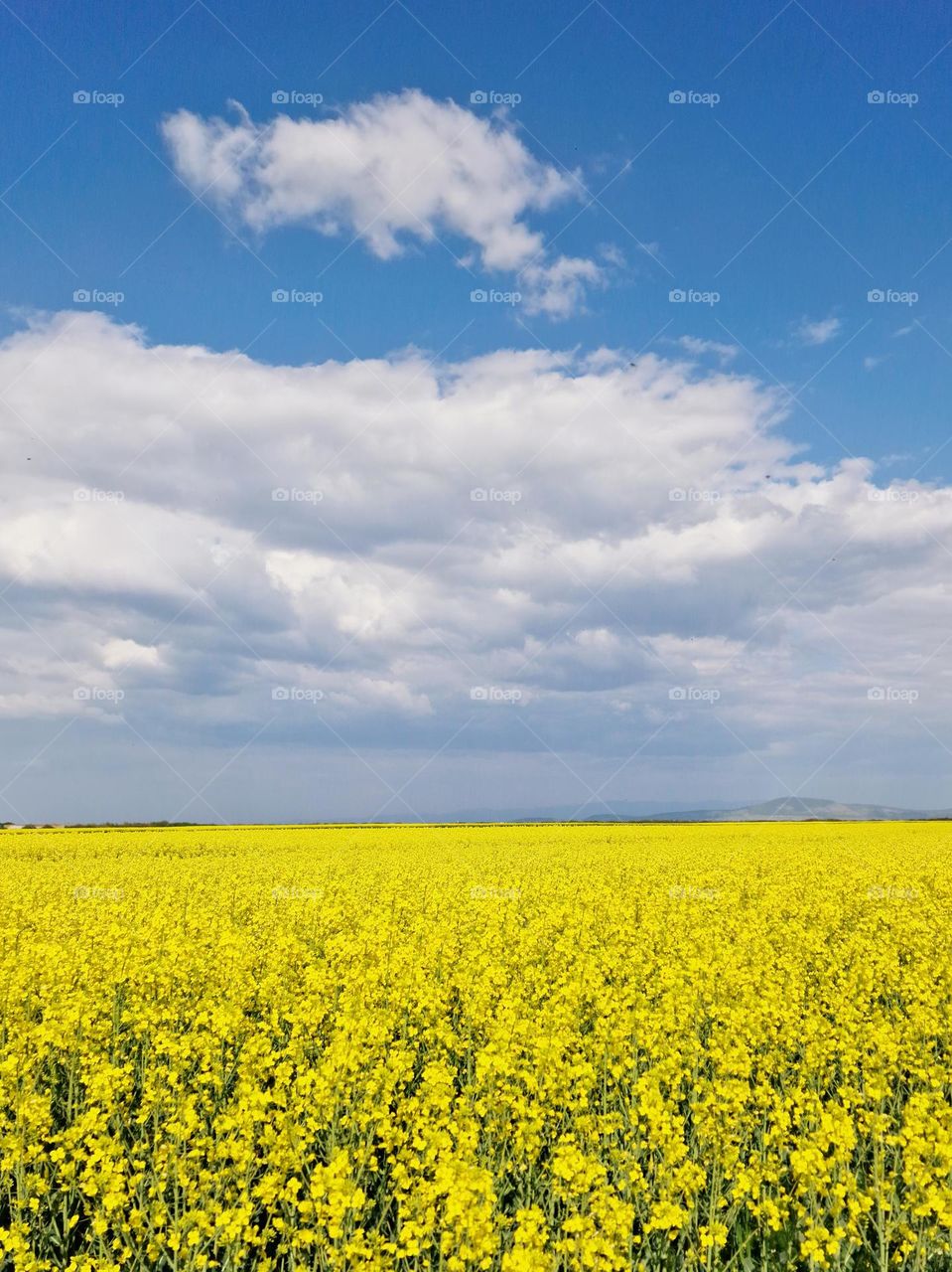 rapeseed meadow