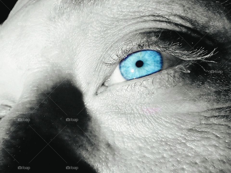 beautiful blue eye