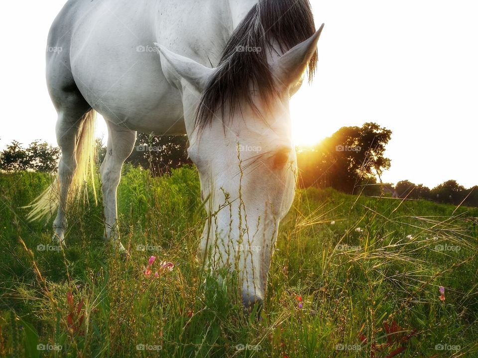 Gray horse grazing a Texas pasture at sunset