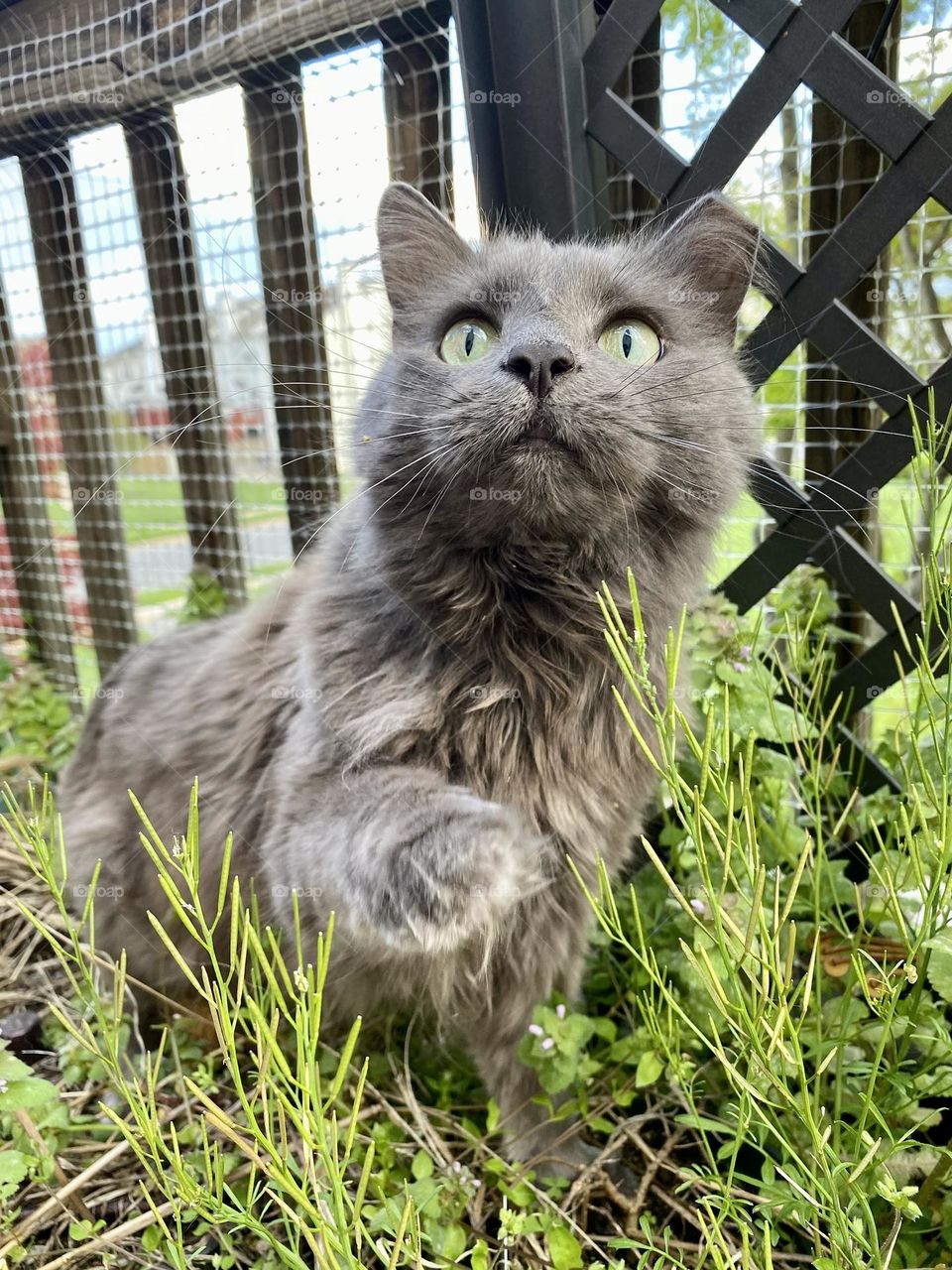 A grey cat playing in a planter full of weeds