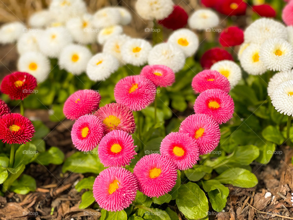 Flowers