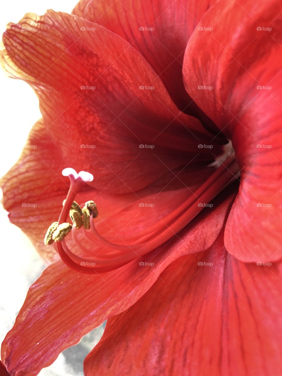 Amaryllis