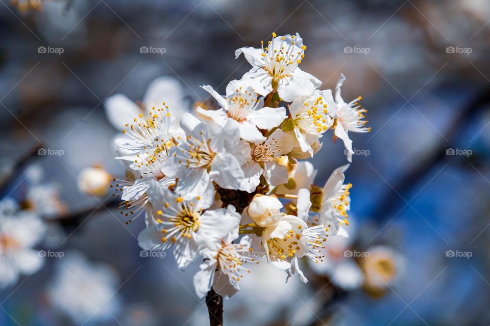 A white spring flowers