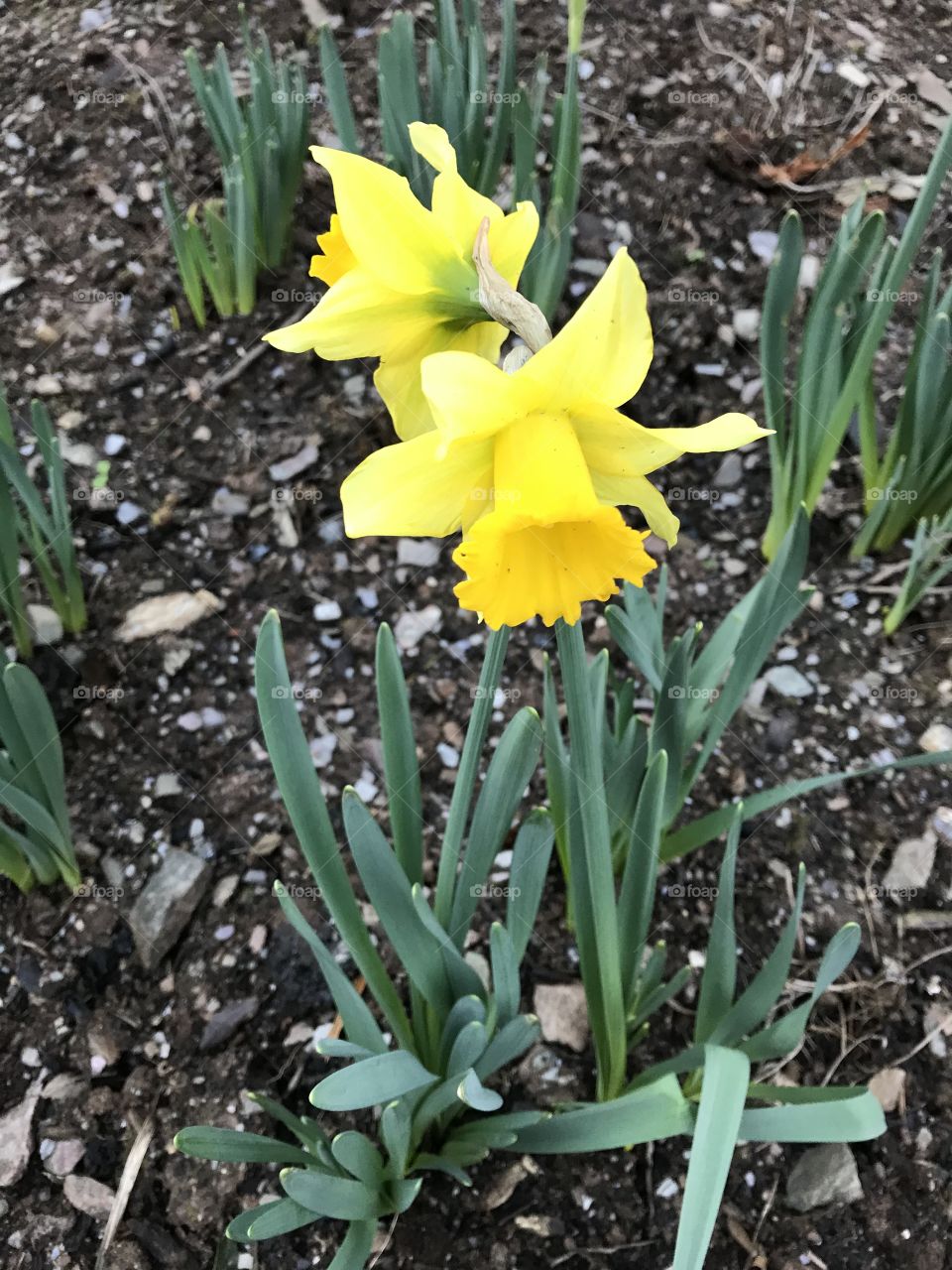 Daffodils in December