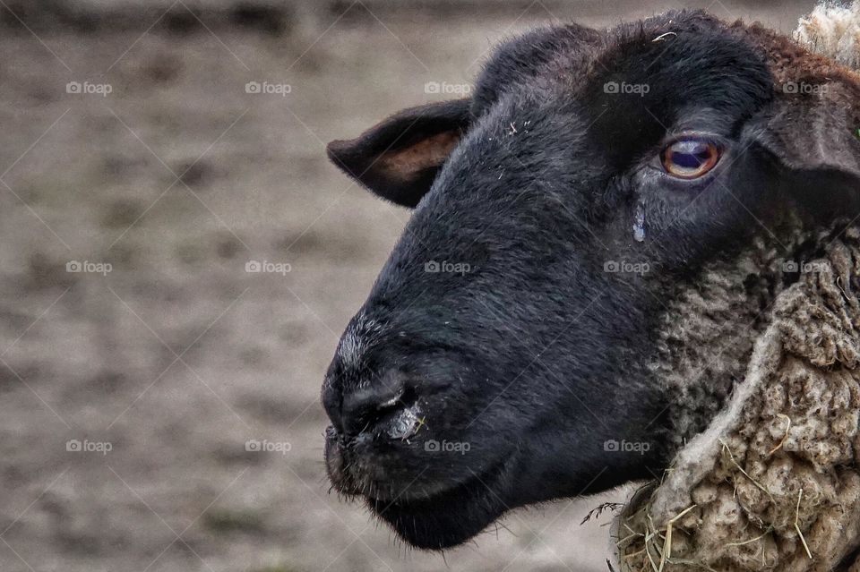 Close up of a sheep with a tear eye 