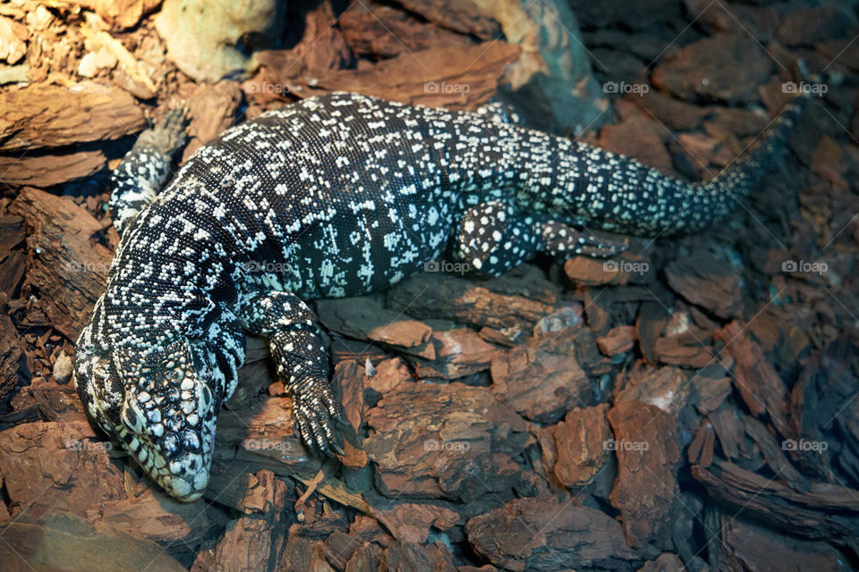 The big spotted lizard