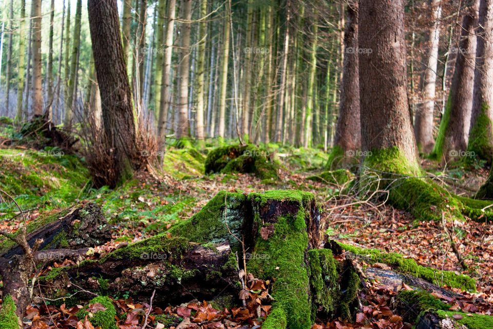 Scenic view of trees in forest