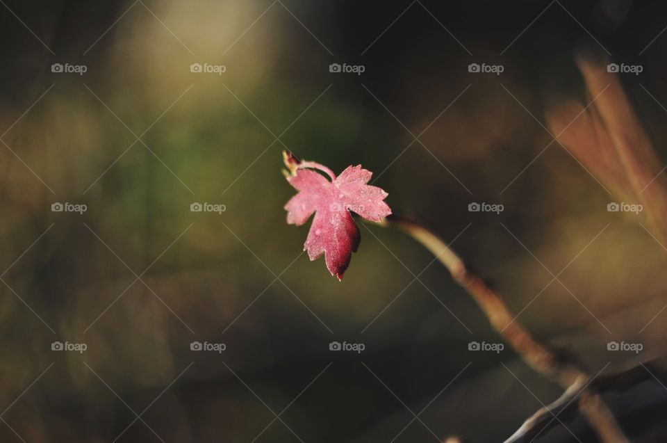 A small red leaf on a branch