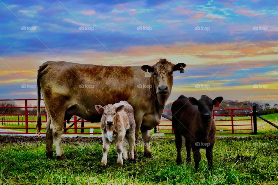 Family time on the farm