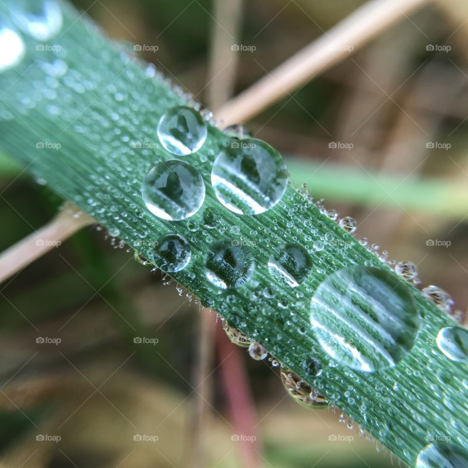 Flora, Rain, Nature, Drop, Closeup