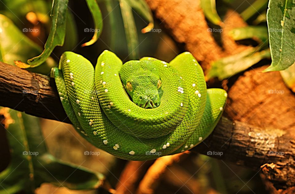 Portrait of a Green Tree Python.