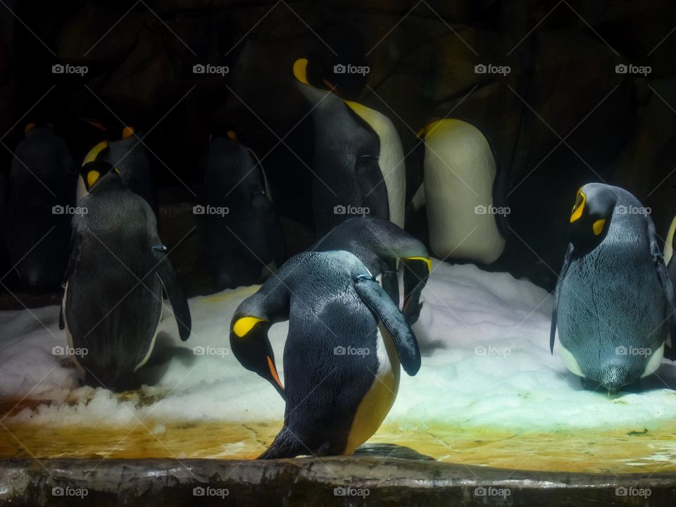 King Penguins