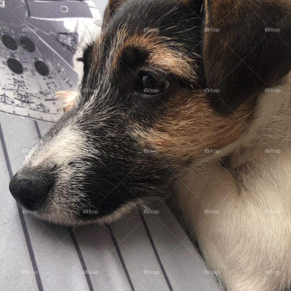 Jack Russell puppy contemplating the mysteries of the universe 