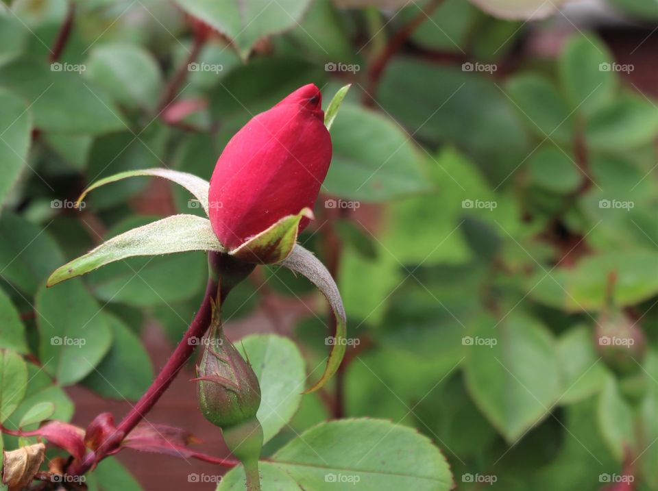 Red rose bud 