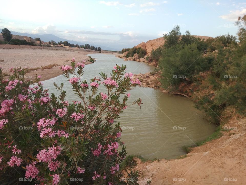 flower nature thy Sky forest clouds river
