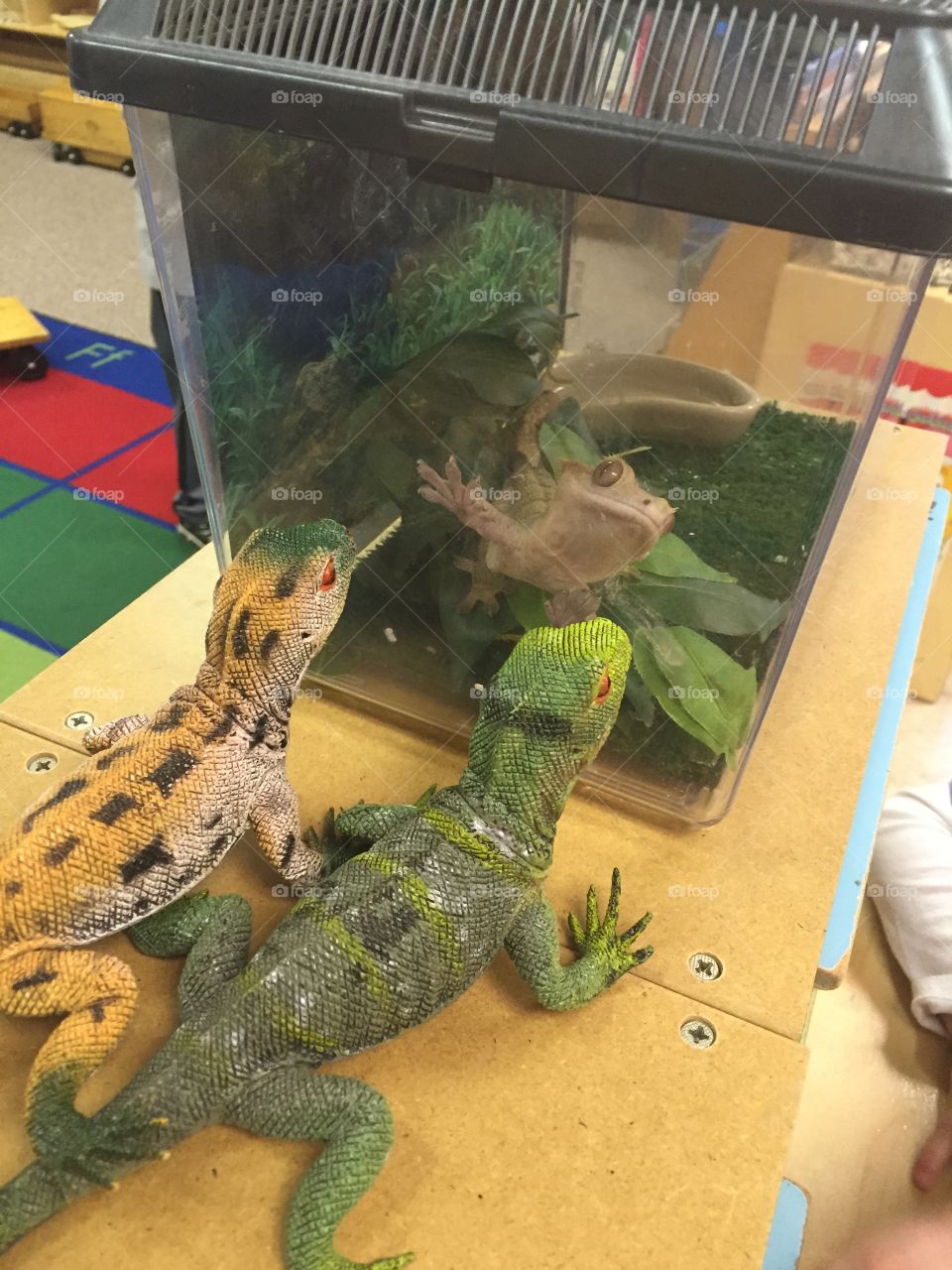 Gecko Makes Friends