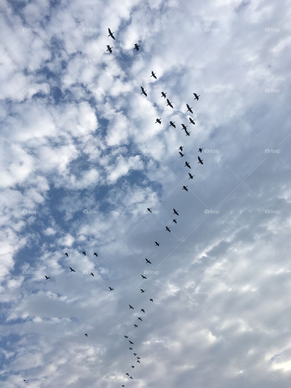 Flying Birds 