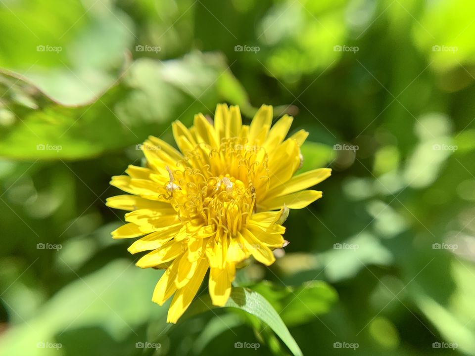 Macro shot of beautiful flower blossoms of common dandelion with yellow petals in the park. 