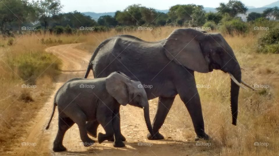 Mummy and daughter in the Savana