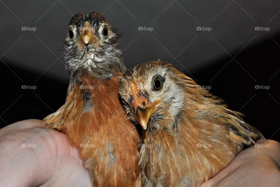 Easter egger chicks