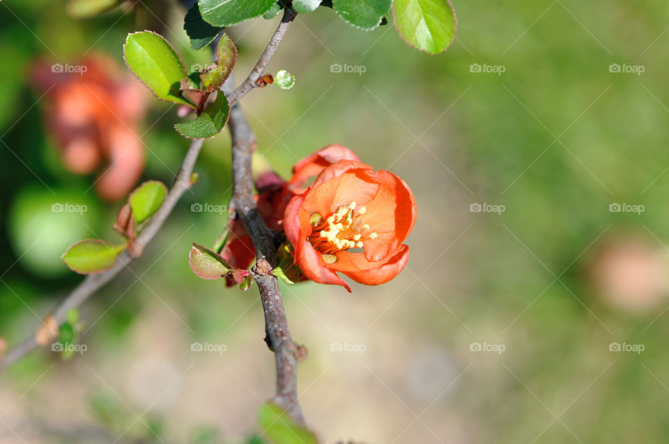 Blume, Blüte, Sommer, Frühling, Natur, Schönheit, Garten, Wiese, Quitte, Zitronenquitte, Ast