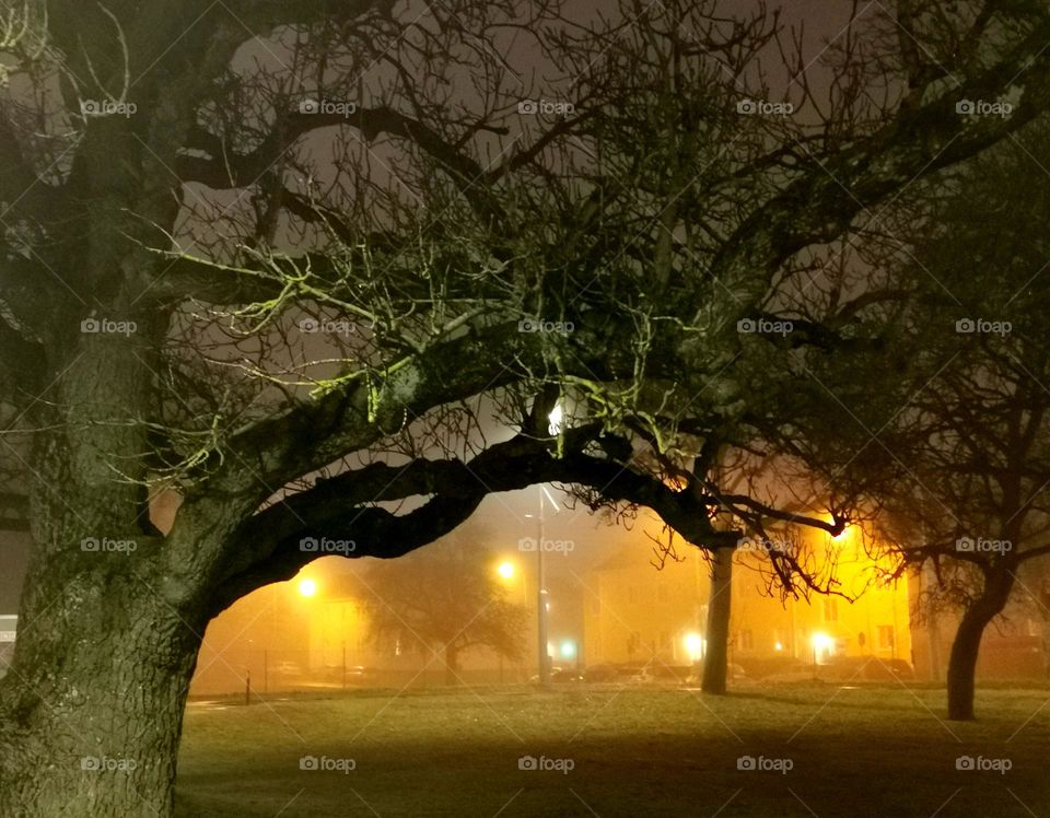 Early morning - fog, tree, street light