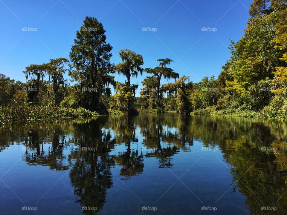 Lake along the trees