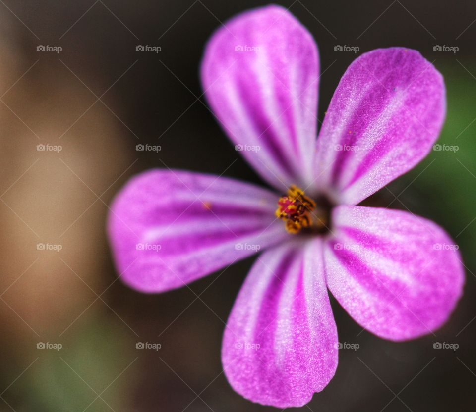 A beautiful, purple flower with a blurred background. Close up shot.