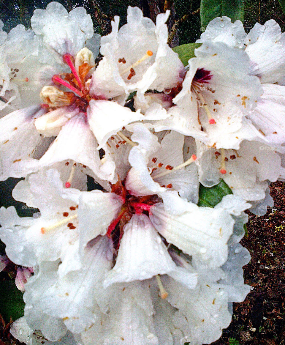 Early white rhododendron with raindrops.