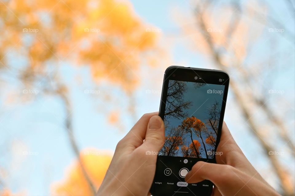 Taking photos of the trees