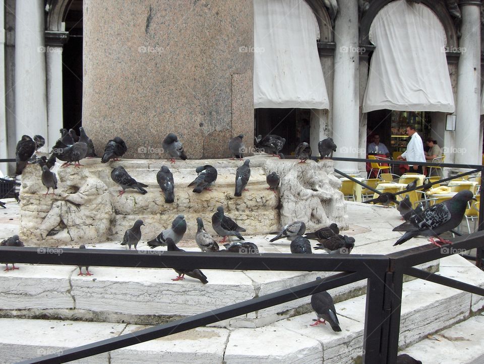 Pigeons 