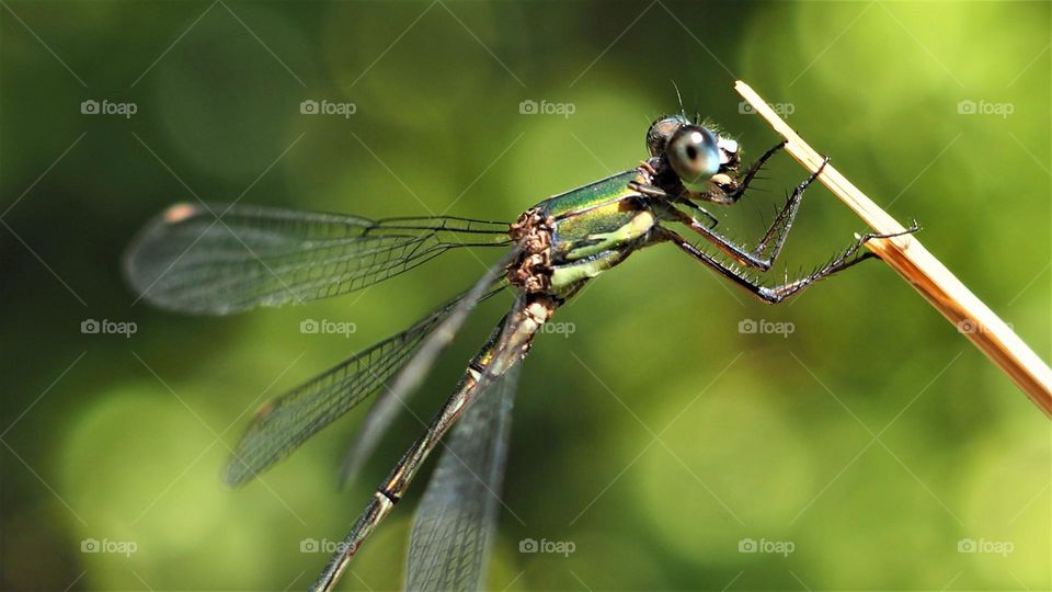 dragonfly