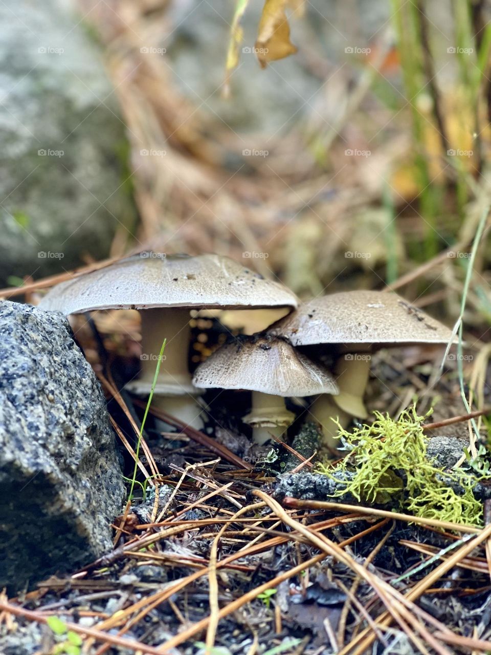 Mushrooms family in the forest 