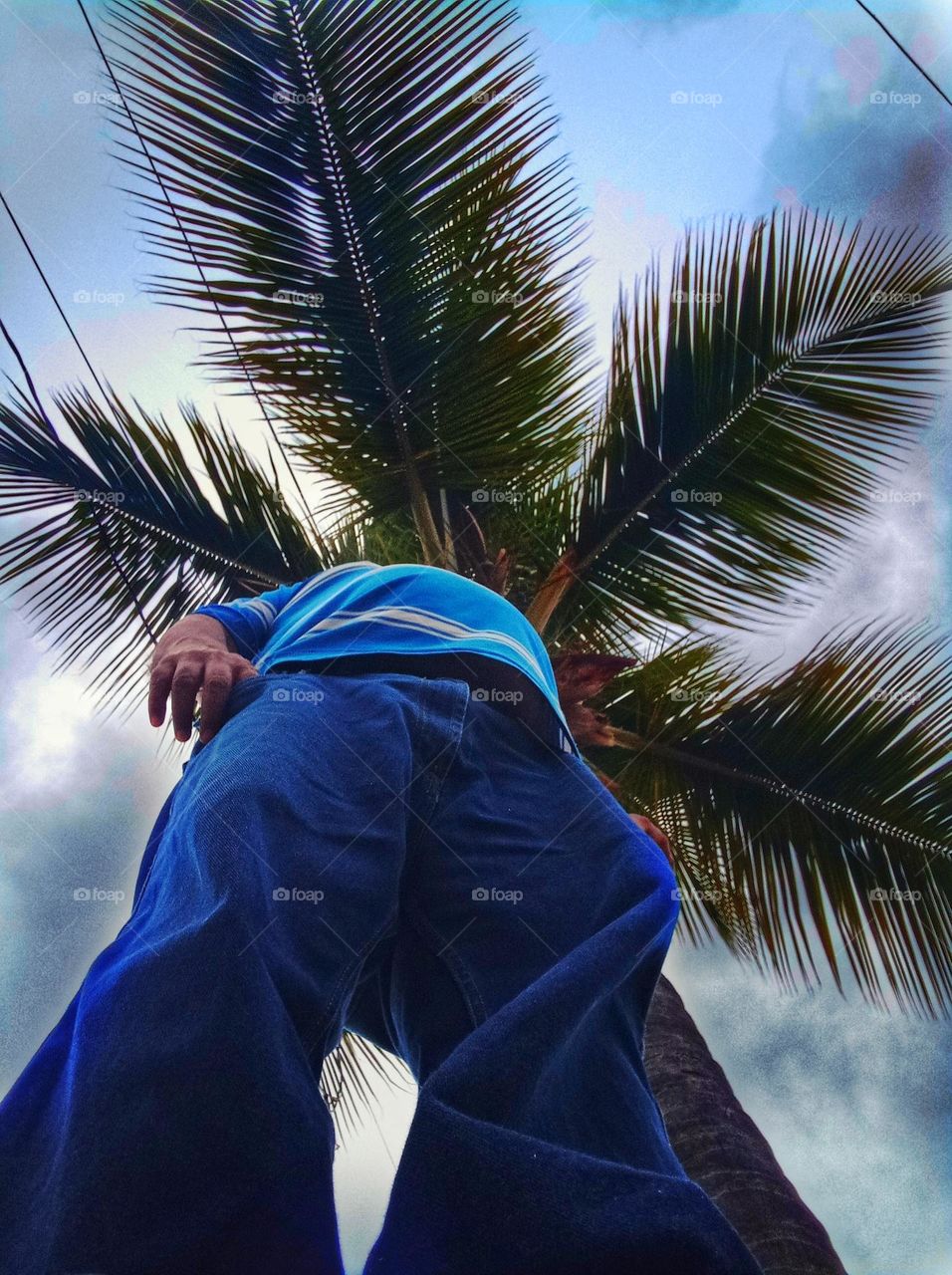 the owner of the palm tree