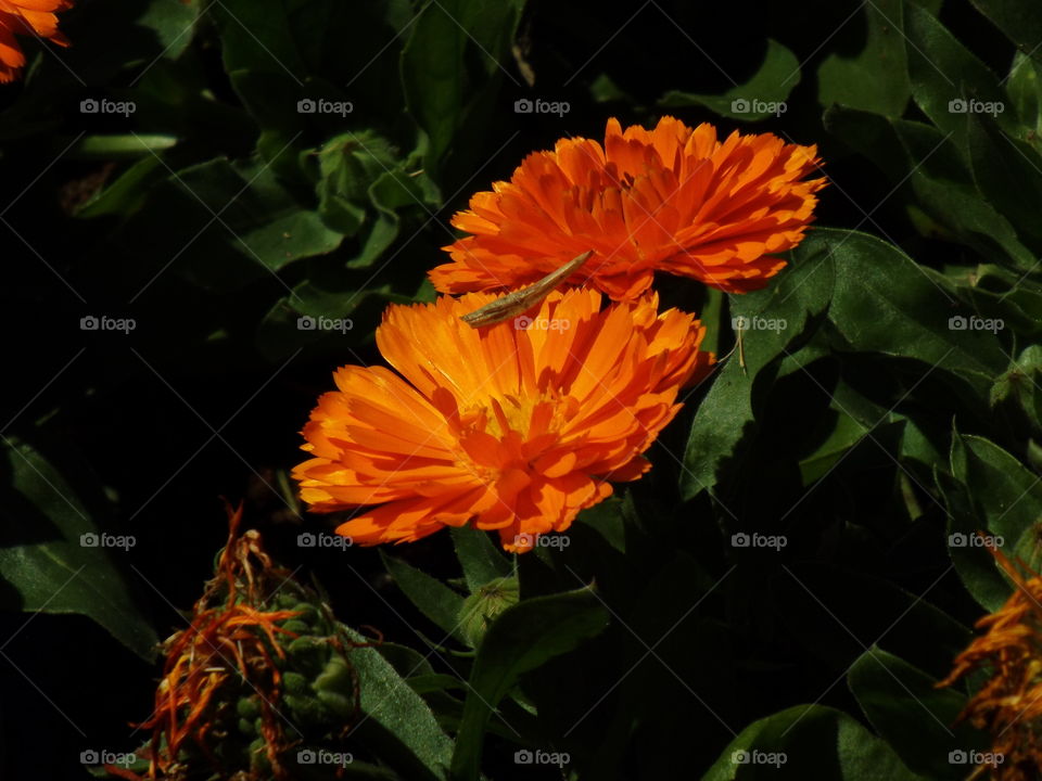 calendula flower